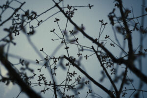 写真作例 オールドレンズとミラーレス