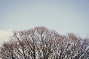 写真作例 オールドレンズとミラーレス