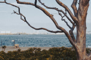 写真作例 オールドレンズとミラーレス