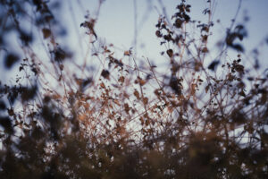 写真作例 オールドレンズとミラーレス