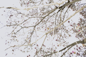 写真作例 オールドレンズとミラーレス