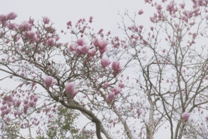 写真作例 オールドレンズとミラーレス