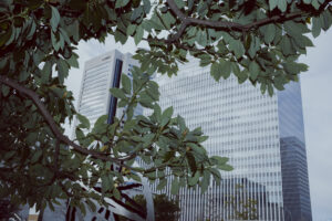 写真作例 オールドレンズとミラーレス