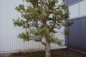 写真作例 オールドレンズとミラーレス