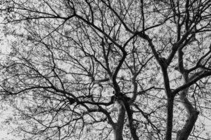 写真作例 オールドレンズとミラーレス