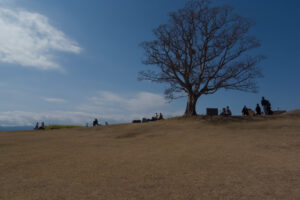 写真作例 オールドレンズとミラーレス