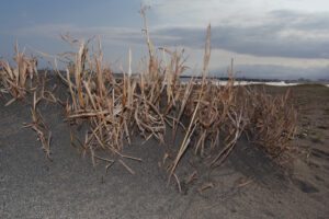 写真作例 オールドレンズとミラーレス