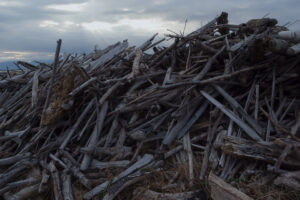写真作例 オールドレンズとミラーレス