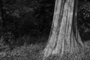 写真作例 オールドレンズとミラーレス