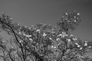 写真作例 オールドレンズとミラーレス