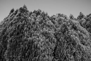 写真作例 オールドレンズとミラーレス