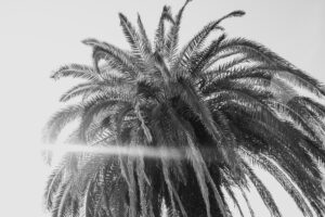 写真作例 オールドレンズとミラーレス