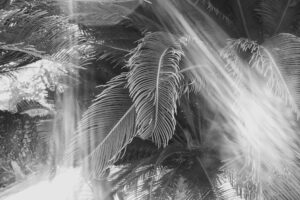 写真作例 オールドレンズとミラーレス