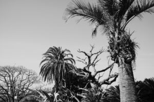 写真作例 オールドレンズとミラーレス