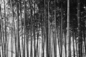 写真作例 オールドレンズとミラーレス