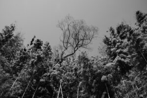 写真作例 オールドレンズとミラーレス