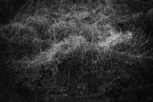 写真作例 オールドレンズとミラーレス