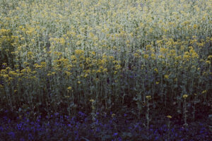 写真作例 オールドレンズとミラーレス