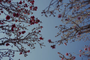 写真作例 オールドレンズとミラーレス