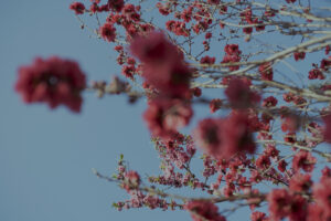 写真作例 オールドレンズとミラーレス
