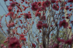 写真作例 オールドレンズとミラーレス