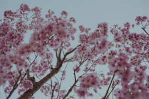 写真作例 オールドレンズとミラーレス