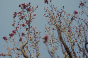 写真作例 オールドレンズとミラーレス