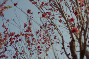写真作例 オールドレンズとミラーレス