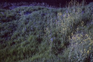 写真作例 オールドレンズとミラーレス