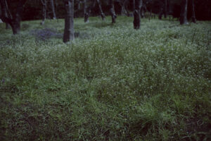 写真作例 オールドレンズとミラーレス
