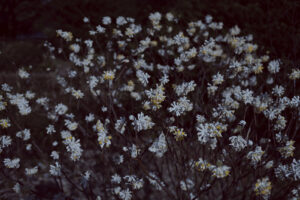 写真作例 オールドレンズとミラーレス