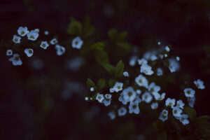 写真作例 オールドレンズとミラーレス