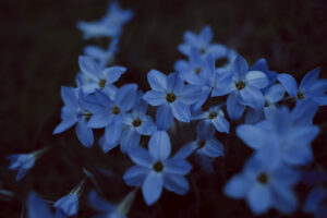 写真作例 オールドレンズとミラーレス