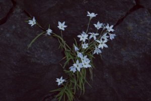 写真作例 オールドレンズとミラーレス