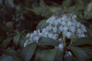 写真作例 オールドレンズとミラーレス