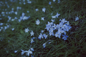 写真作例 オールドレンズとミラーレス