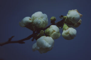 写真作例 オールドレンズとミラーレス