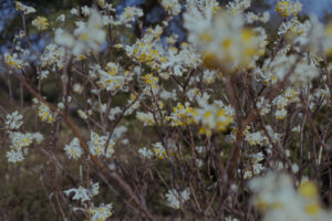 写真作例 オールドレンズとミラーレス
