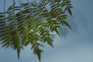 写真作例 オールドレンズとミラーレス