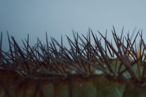 写真作例 オールドレンズとミラーレス