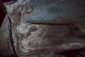 写真作例 オールドレンズとミラーレス