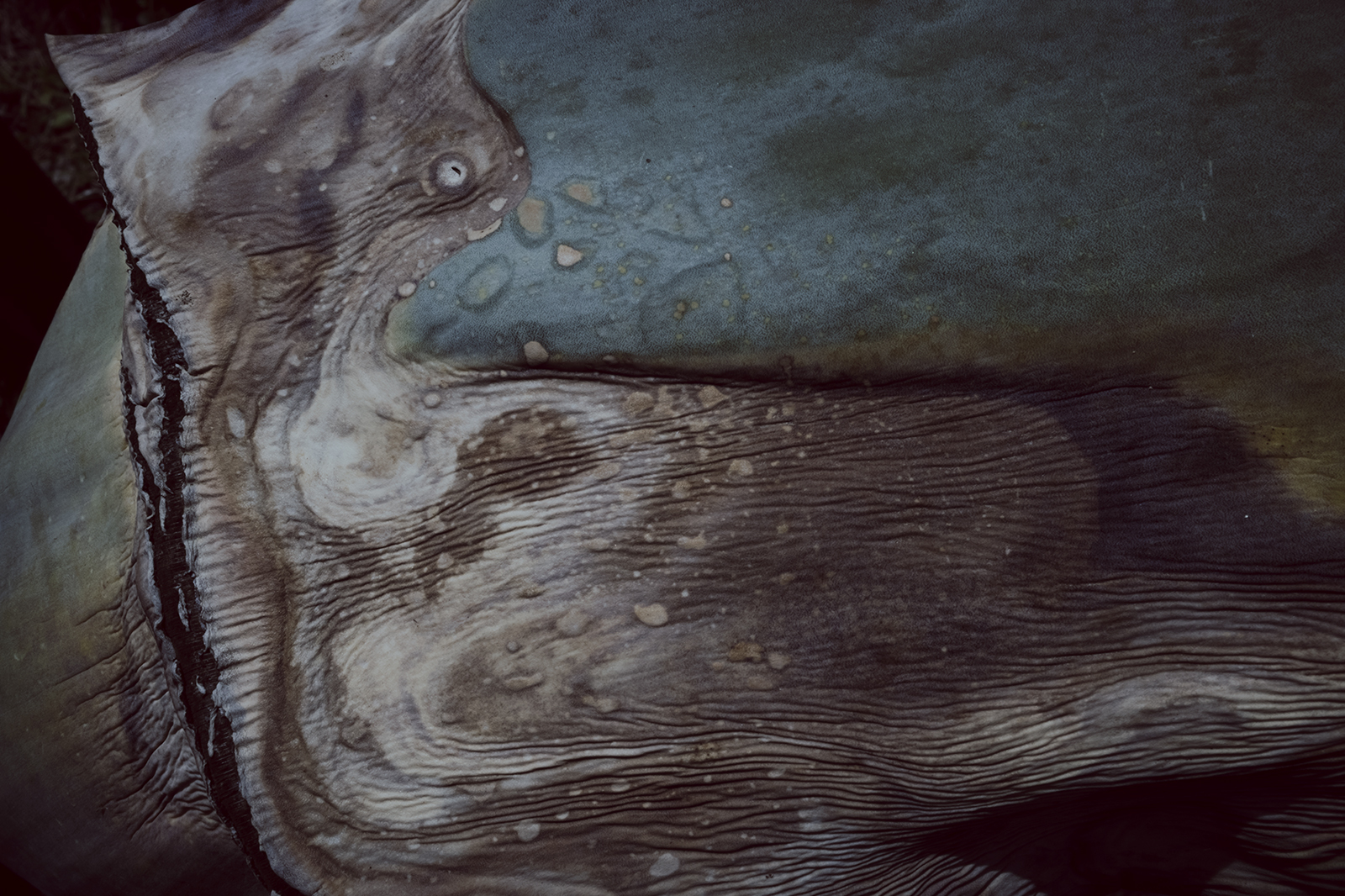 写真作例 マニュアルレンズとミラーレス