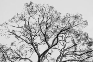 写真作例 オールドレンズとミラーレス