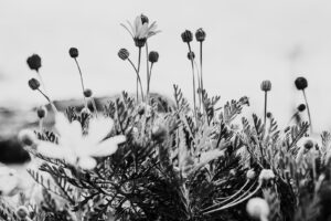 写真作例 オールドレンズとミラーレス