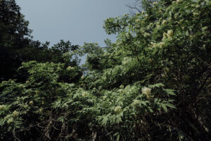 写真作例 オールドレンズとミラーレス