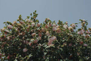 写真作例 オールドレンズとミラーレス