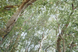 写真作例 オールドレンズとミラーレス