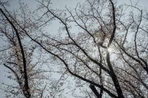 写真作例 オールドレンズとミラーレス