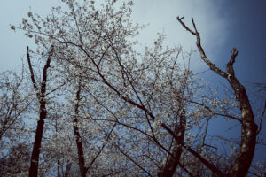 写真作例 オールドレンズとミラーレス