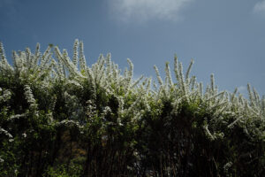 写真作例 オールドレンズとミラーレス